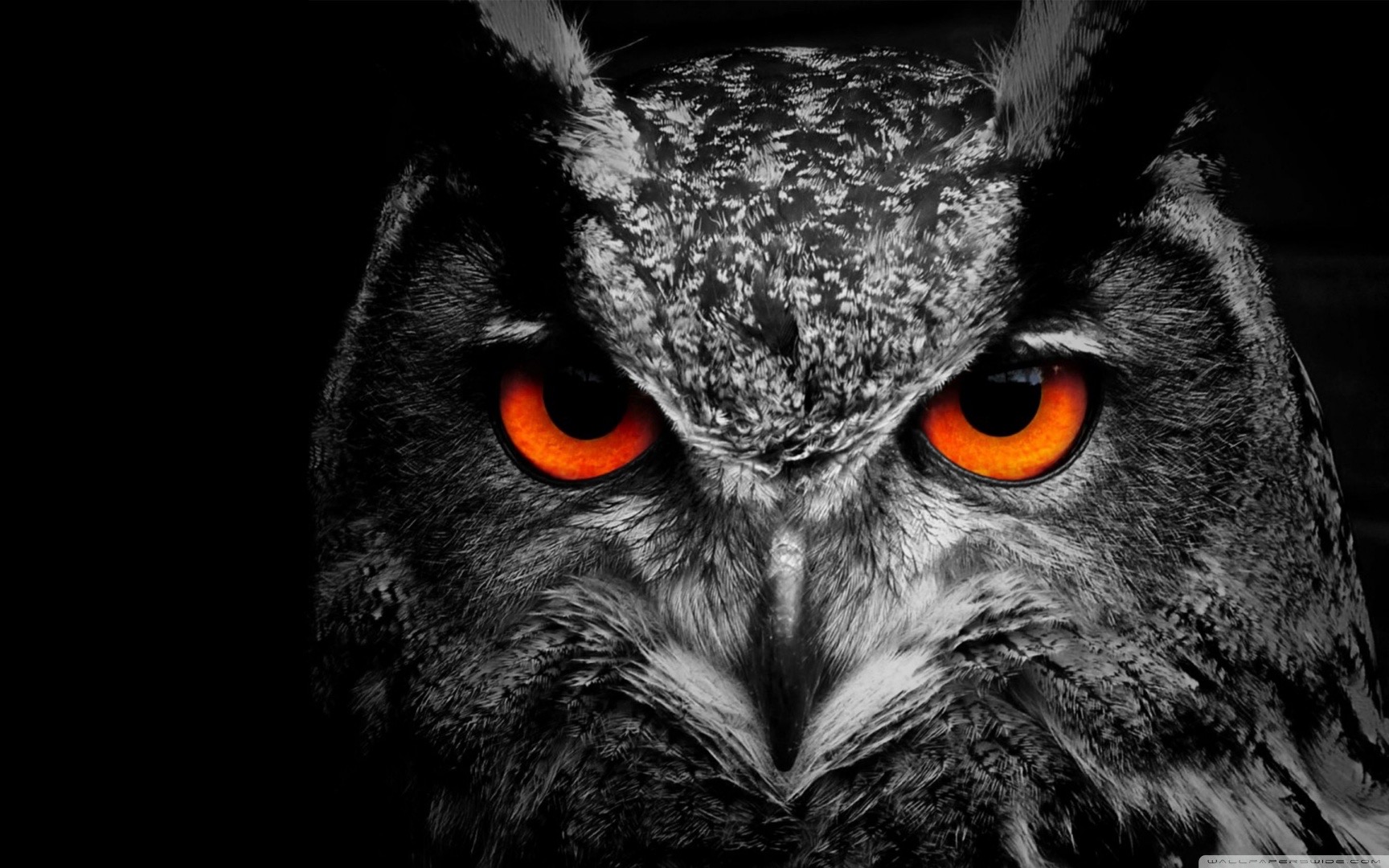Black and white owl with orange eyes